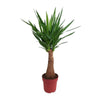 Palmlilie (Yucca Maya Tree) – 100 cm hohe robuste Pflanze für Innenräume, pflegeleicht und dekorativ.