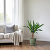 Palmlilie (Yucca) – 60 cm hohe robuste Pflanze für Innenräume, ideal für helle Standorte.