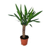 Palmlilie (Yucca) – 60 cm hohe robuste Pflanze für Innenräume mit exotischem Charme.