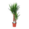 Palmlilie (Yucca) – 80 cm hohe Pflanze für Innenräume, robust und pflegeleicht.