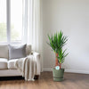 Palmlilie (Yucca) – 80 cm hohe pflegeleichte Pflanze für Innenräume, perfekt für modernes Wohndesign.