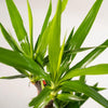Palmlilie (Yucca) – 90 cm hohe elegante Pflanze, ideal für moderne Wohnräume und Büros.