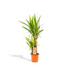 Palmlilie (Yucca Pflanze) – 90 cm hohe Zimmerpflanze für Innenräume, pflegeleicht und robust.