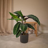 Pfauenpflanze (Calathea Warscewiczii) – 70 cm hohe Pflanze mit samtig weichen Blättern, die besonders dekorativ wirken.