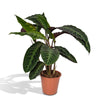 Pfauenpflanze (Calathea Warscewiczii) – 70 cm hohe luftreinigende Pflanze mit samtigen Blättern, perfekt für Innenräume.