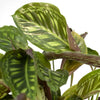 Pfauenpflanze (Calathea Flamestar) – 75 cm hohe luftreinigende Zimmerpflanze mit einzigartigem Blattdesign, ideal für Wohnräume.