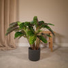 Pfauenpflanze (Calathea Flamestar) – 75 cm hohe Zimmerpflanze mit farblich gemusterten Blättern, die für lebendige Akzente sorgt.