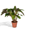 Pfauenpflanze (Calathea Flamestar) – 75 cm hohe luftreinigende Zimmerpflanze mit dekorativen Blättern, perfekt für Innenräume.