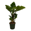 Pfeilblatt (Alocasia Low Rider) – 75 cm hohe exotische Zimmerpflanze mit großen, herzförmigen Blättern.