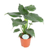 Pfeilblatt (Alocasia Cucullata) – 80 cm hohe exotische Zimmerpflanze mit dekorativen, herzförmigen Blättern.