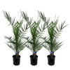 Kanarische Dattelpalme (Phoenix Canariensis) – 80 cm hohe mediterrane Pflanze, als 3er-Set erhältlich.