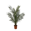 Kanarische Dattelpalme Phoenix Canariensis 180 cm – Mediterrane Palme mit tropischer Ausstrahlung. Ideal für lichtdurchflutete Innenräume und Außenbereiche.