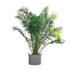 Kanarische Dattelpalme Phoenix Canariensis 300 cm – Riesige XXL-Palme mit majestätischer Optik. Ideal für Außenbereiche und große Innenräume.