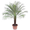 Zwerg-Dattelpalme Phoenix Roebelenii 200 cm – Kompakte, elegante Palme mit feinen Blättern. Perfekt für Innenräume und Wintergärten.