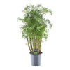 Strauch-Aralie (Polyscias Hawaiiana Ming) – 90 cm hohe dekorative Zimmerpflanze mit buschigem Wuchs.
