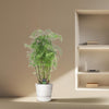 Strauch-Aralie (Polyscias Hawaiiana Ming) – 90 cm hohe elegante Zimmerpflanze mit buschigem Wuchs.