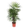 Steckenpalme Rhapis Excelsa 190 cm – Stilvolle XXL-Palme mit üppigem, grünen Laub. Perfekt für moderne Wohnräume.