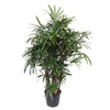 Steckenpalme Rhapis Excelsa 230 cm – Riesenpalme mit dichtem Blattwerk, die luxuriöses Tropenflair in dein Zuhause bringt.