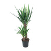 Riesen-Palmlilie (Yucca Elephantipes) – 100 cm hohe Pflanze für Balkon und Terrasse, robust und pflegeleicht.