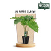 Riesen-Pfeilblatt (Alocasia Portodora) – 75 cm hohe exotische Pflanze mit großen, gewellten Blättern.