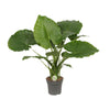 Riesen-Pfeilblatt (Alocasia Gageana California) – 80 cm hohe exotische Pflanze mit großen Blättern für Wohnräume.
