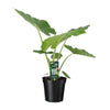 Riesen-Taro (Alocasia Macrorrhiza) – 70 cm hohe exotische Pflanze mit großen Blättern, perfekt für tropische Akzente.