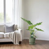 Riesen-Taro (Alocasia Macrorrhiza) – 70 cm hohe exotische Pflanze mit großen, markanten Blättern.