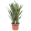 Bogenhanf (Sansevieria Laurentii) – 100 cm hohe luftreinigende Pflanze mit schlanken, aufrechten Blättern.