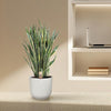 Bogenhanf (Sansevieria Laurentii) – 100 cm hohe luftreinigende Pflanze, ideal für Schlafzimmer und Büro.