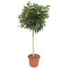Schefflera Arboricola Compacta Baum 190 cm – Eleganter Zimmerbaum mit üppigem Blattwerk, perfekt für stilvolle Raumgestaltung.
