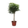 Schefflera Arboricola Compacta Baum 190 cm – XXL-Pflanze mit dichtem, grünen Laub. Eine stilvolle Wahl für große Innenräume.