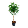 Schefflera 180 cm – Vielseitige, pflegeleichte Zimmerpflanze mit eleganter Wuchsform. Perfekt für lichtdurchflutete Räume.