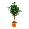 Schefflera 210 cm – XXL-Zimmerpflanze mit großen, grünen Blättern. Ein beeindruckendes Statement für Wohn- und Geschäftsräume.