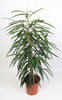 Schmalblättrige Feige (Ficus Binnendijkii Alii) – 100 cm hohe pflegeleichte Pflanze für Innenräume.