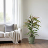 Schmalblättrige Feige (Ficus Binnendijkii Amstel King) – 70 cm hohe dekorative Pflanze mit elegantem, schmalem Laub.