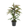 Schmalblättrige Feige (Ficus Binnendijkii Amstel King) – 70 cm hohe pflegeleichte Pflanze für Innenräume.