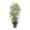 Schmalblättrige Feige (Ficus Binnendijkii Alii) – 80 cm hohe pflegeleichte Zimmerpflanze mit schlankem Wuchs.