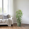 Schmalblättrige Feige (Ficus Binnendijkii Alii) – 80 cm hohe elegante Zimmerpflanze mit schmalem, aufrechtem Wuchs.