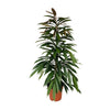 Schmalblättrige Feige (Ficus Binnendijkii Amstel King) – 95 cm hohe pflegeleichte Zimmerpflanze für moderne Innenräume.