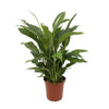 Einblatt (Spathiphyllum Torelli) – 65 cm hohe Zimmerpflanze mit weißen Blüten und luftreinigenden Eigenschaften.