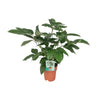 Strahlenaralie (Schefflera Actinophylla Emerald Green) – 75 cm hohe pflegeleichte Zimmerpflanze für Innenräume.