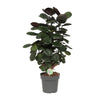 Strauch-Aralie (Polyscias Scutellaria Fabian) – 60 cm hohe dekorative Zimmerpflanze mit dichtem Laub.