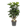 Strauch-Aralie (Polyscias Lemon) – 65 cm hohe dekorative Zimmerpflanze mit einzigartigem Wuchs.