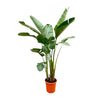 Strelitzia Augusta de Luxe 250 cm – Exklusives Statement-Piece mit tropischem Flair für luxuriöse Wohn- und Geschäftsräume.