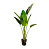 Strelitzia Augusta 180 cm – Tropische Schönheit für sonnige Wohnräume, Wintergärten oder Terrassen mit eleganter, natürlicher Ausstrahlung.
