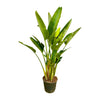 Strelitzia Augusta 225 cm – Tropische Schönheit mit eleganter Silhouette, die jedem Raum eine besondere Atmosphäre verleiht.