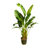 Strelitzia Augusta 250 cm – Imposante XXL-Pflanze mit tropischem Charme, ideal für großzügige Räume oder lichtdurchflutete Wintergärten.