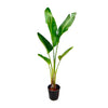 Strelitzia Augusta 210 cm – Dekorative XXL-Pflanze, die mit ihrer Höhe und exotischen Optik stilvolle Akzente setzt.