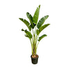 Strelitzia Augusta 250 cm – Großflächige Blätter und tropischer Charakter machen diese Pflanze zur perfekten Wahl für exklusive Interieurs.