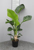 Baumstrelitzie (Strelitzia Nicolai) – 70 cm hohe Zimmerpflanze mit exotischen, großflächigen Blättern.